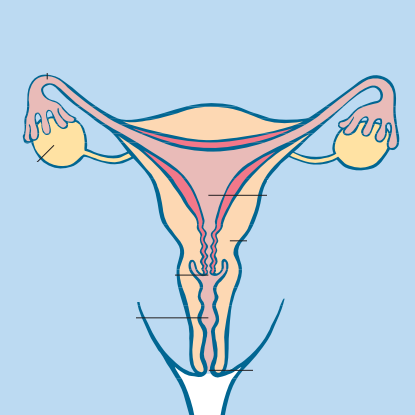 Die weiblichen geschlechtsorgane werden in äußere und innere genitalien unt...